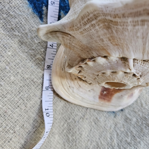 Large Conch Shell - Picture 6 of 6